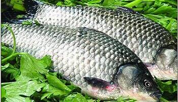 魚(yú)類(lèi)驗(yàn)收?qǐng)D片